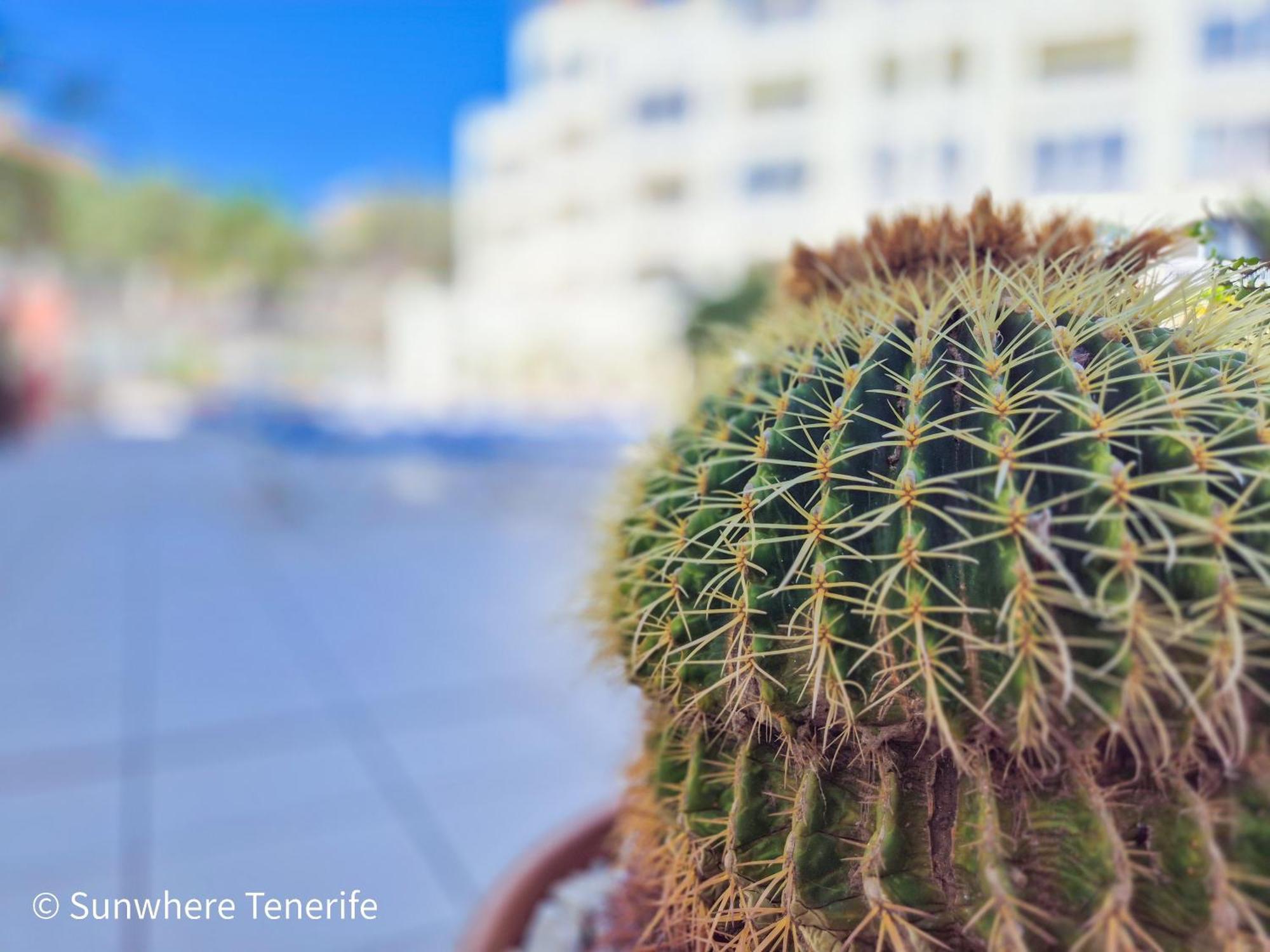Mona'S Point Tenerife - Aircon, Private Parking And Heated Pool San Miguel de Abona Eksteriør bilde